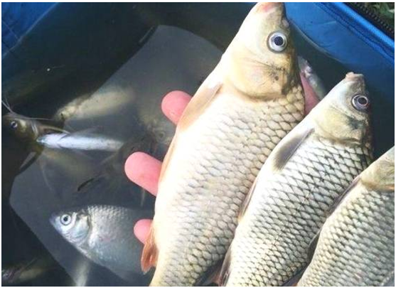 鯽魚截圖